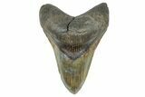 Serrated, Fossil Megalodon Tooth - South Carolina #371764-1